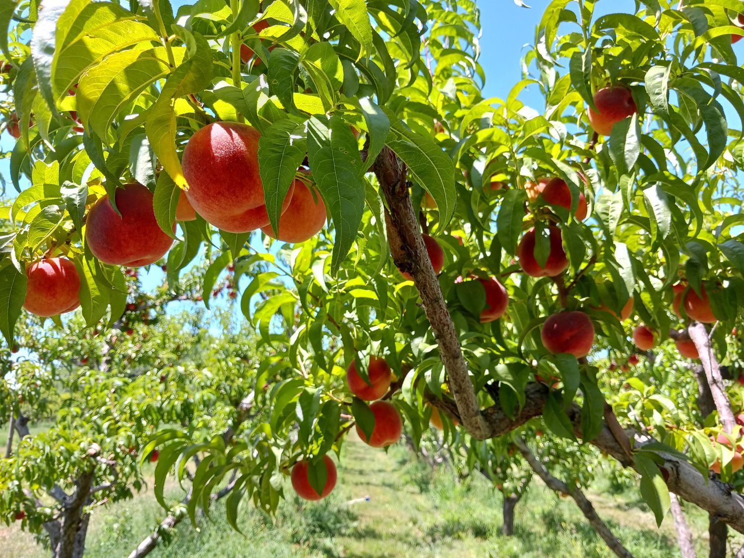Palisade peaches growing on a tree in a Colorado orchard